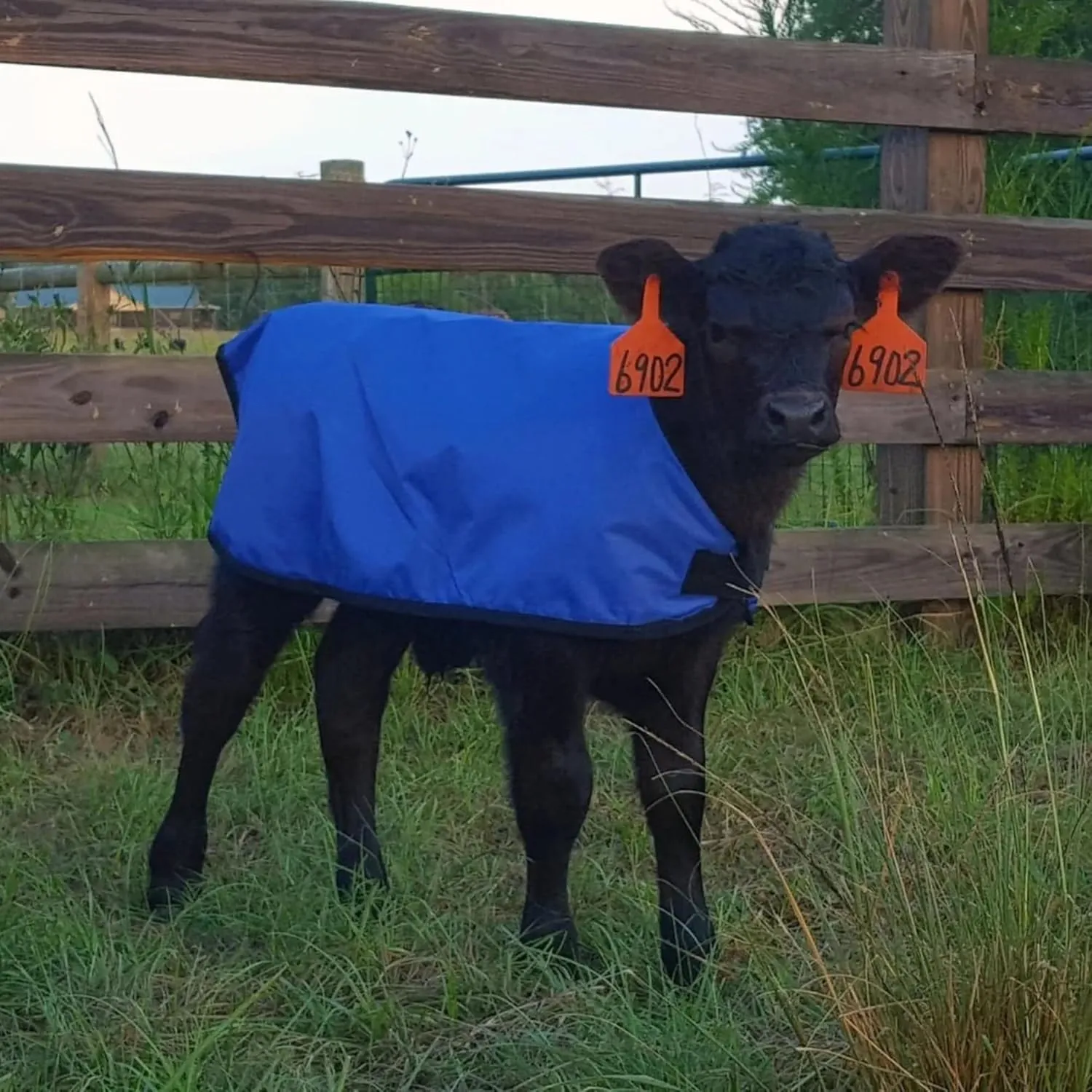 Jeffers Livestock Insulated Calf Blanket, Blue, 1 Pack - 200 Grams of Polyfill, Winter Warm Clothes for Calf, Water Proof, Windproof Warming Blanket, Jacket, Coat - Thickened Belly Protection