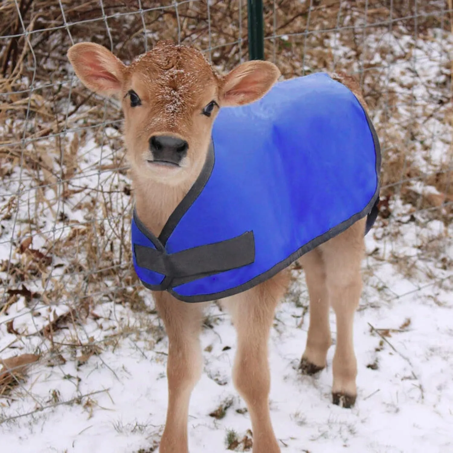 Jeffers Livestock Insulated Calf Blanket, Blue, 1 Pack - 200 Grams of Polyfill, Winter Warm Clothes for Calf, Water Proof, Windproof Warming Blanket, Jacket, Coat - Thickened Belly Protection