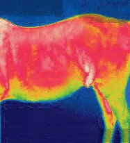 Mr Feel Warm Blanket
